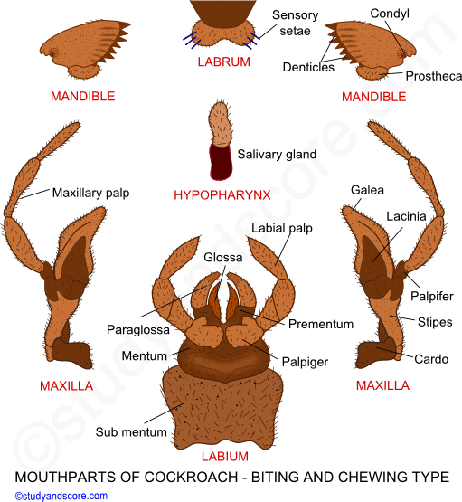 Butterfly mouthparts, cockroach mouthparts, housefly mouthparts, honey bee mouthparts, sponging type, siphoning type, biting chewing type, chewing lapping type
